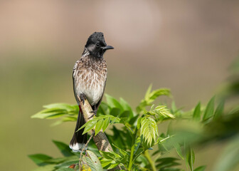 Red-Vented bulbul