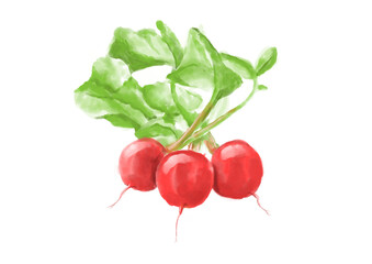 水彩のラディッシュ01_1