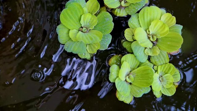 4k video footage Close up of Watercress or Pistia stratiotes Linnaeus on water and water drops on a mini black rock fish pond, very beautiful for cinematic videos