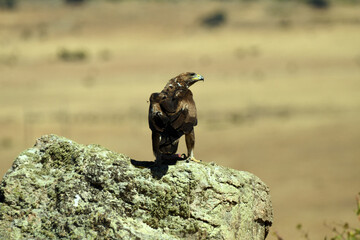 Aguila real en la sierra abulense. Avila.España