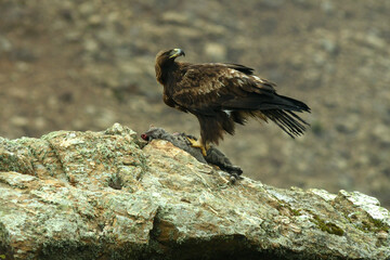 Aguila real en la sierra abulense. Avila.España