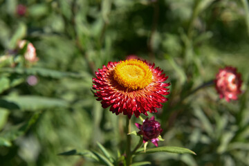 Red Everlasting flower blooming in winter.