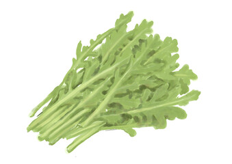 水彩のキクナ01_1
