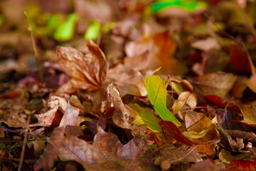 feuilles marron et vert