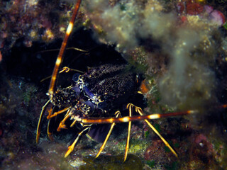 Scuba Diving and Underwater Photography Malta Gozo Comino - Wrecks Reefs Marine Life Caverns Caves History