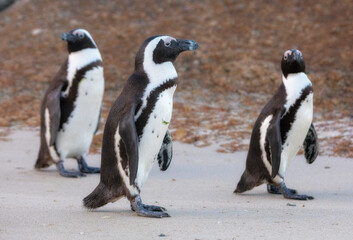 Penguins, Simon's Town, Western Cape, South Africa