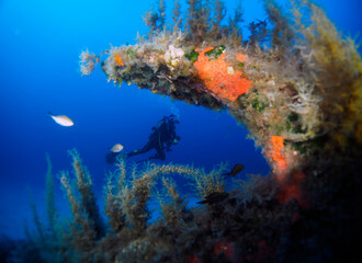 Fototapeta na wymiar Scuba Diving and Underwater Photography Malta Gozo Comino - Wrecks Reefs Marine Life Caverns Caves History