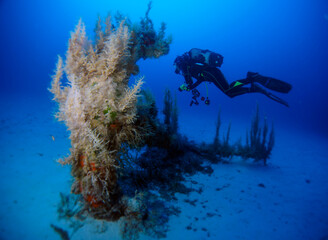 Scuba Diving and Underwater Photography Malta Gozo Comino - Wrecks Reefs Marine Life Caverns Caves History