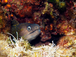 Scuba Diving and Underwater Photography Malta Gozo Comino - Wrecks Reefs Marine Life Caverns Caves History