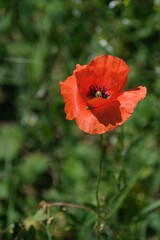 Fototapeta premium Wild poppy in nature, natural green background