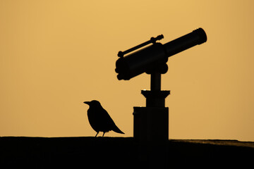 Monocular telescope with bird silhouette