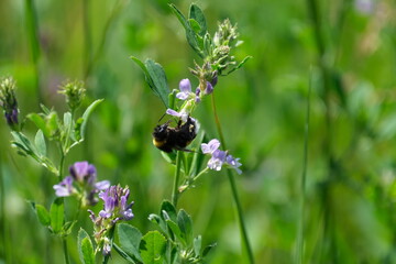 Bumblebee close up on a purple flower in nature