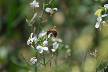 Bee close up in nature on a white flower