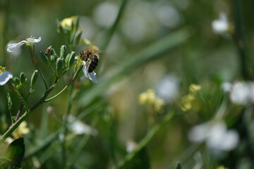 Bee in the wild on a white flower