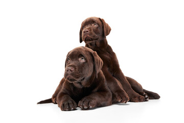 Portrait of two cute dogs, Labrador puppy calmly lying on floor isolated over white studio background. Little friends