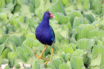Purple Gallinule (Porphyrio martinica) walking among the aquatic vegetation. water bird