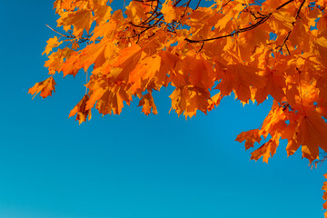 Yellow maple leaves on a blue blue sky. clear autumn sky. A branch with maple leaves in the park. Golden autumn. horizontal image