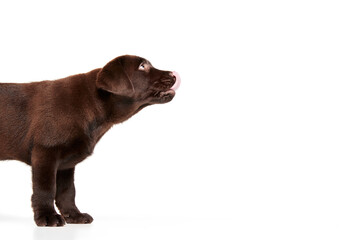 Portrait of cute dog, Labrador puppy posing with tongue sticking out isolated over white studio background