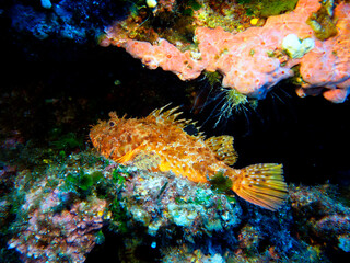 Scuba Diving and Underwater Photography Malta Gozo Comino - Wrecks Reefs Marine Life Caverns Caves History