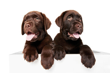 Portrait of cute little dogs, Labrador puppies peeking out table with tongues sticking out isolated over white studio background