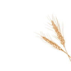 two ears of wheat a symbol of Ukraine