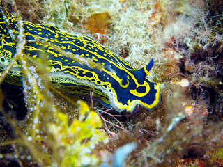 Scuba Diving and Underwater Photography Malta Gozo Comino - Wrecks Reefs Marine Life Caverns Caves History