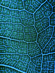 awesome pattern of Ficus Lyrata leaf - Cell Texture Background