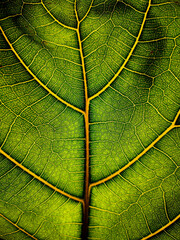 awesome pattern of Ficus Lyrata leaf - Cell Texture Background