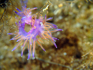 Scuba Diving and Underwater Photography Malta Gozo Comino - Wrecks Reefs Marine Life Caverns Caves History