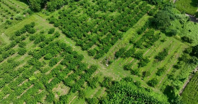 Top down view of banana field
