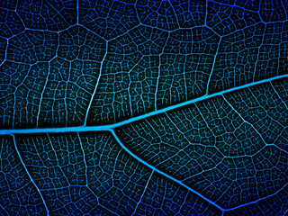 awesome pattern of Ficus Lyrata leaf - Cell Texture Background