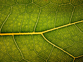 awesome pattern of Ficus Lyrata leaf - Cell Texture Background