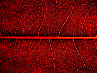 Fototapeta na wymiar awesome pattern of Ficus Lyrata leaf - Cell Texture Background