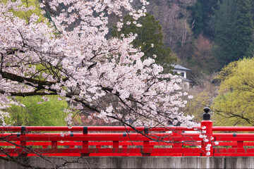 220418中橋桜G077
