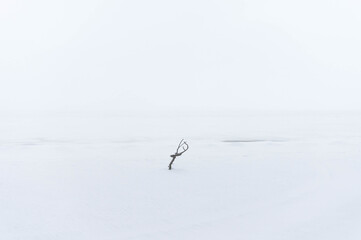tree in a snowy desert in winter
