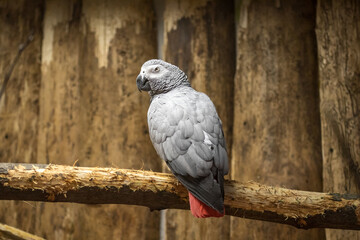 grey parrot jacko is sitting on a tree branch