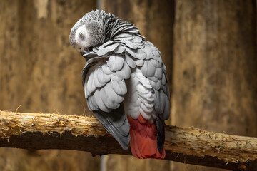 grey parrot jacko is sitting on a tree branch