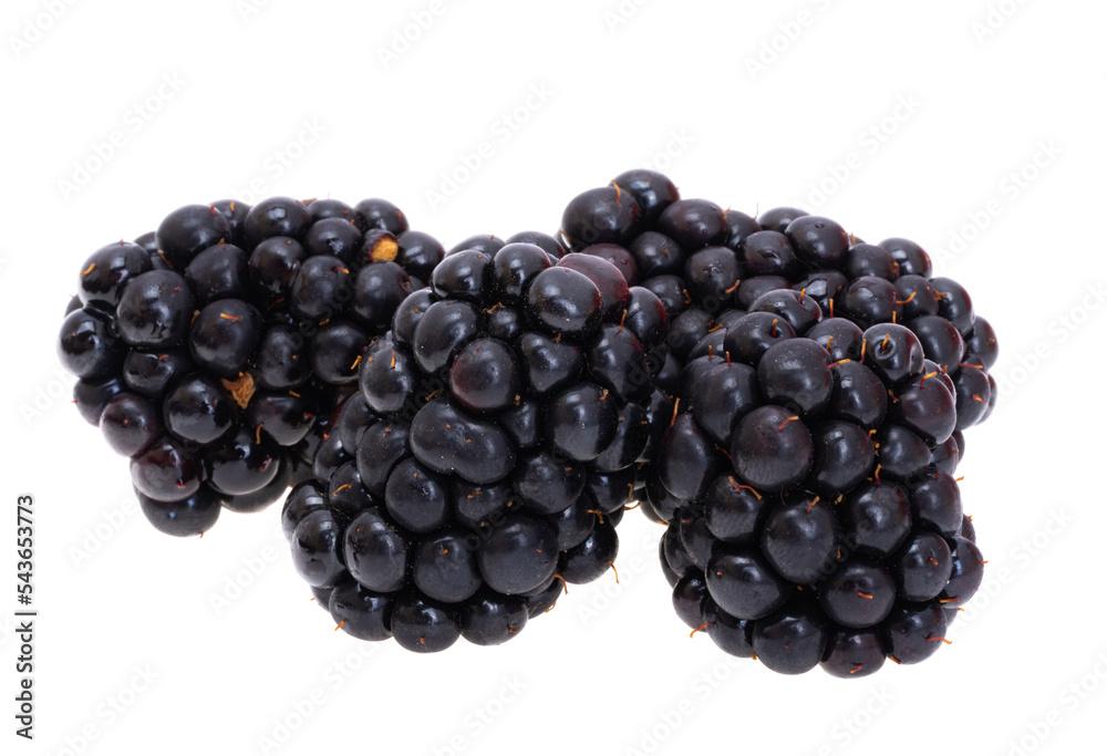 Poster black blackberry isolated