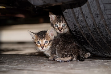 Four weeks old kitten play near the car tyre