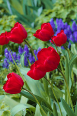 Obraz premium Bright red tulips with fresh green leaves on a background of green grass and purple hyacinths. Dutch tulips bloom in the greenhouse in spring. Floral background.