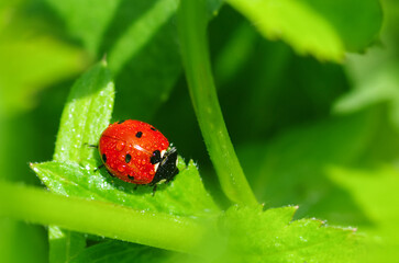 Ladybug sits on a green leaf of a tree. Insects are red-black.	