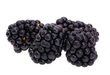 black blackberry isolated