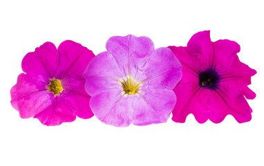 lilac petunia flower isolated