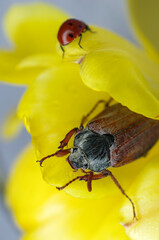 May beetle sits on the petal of a yellow tulip flower. Insects, zoology, entomology, environmental protection theme