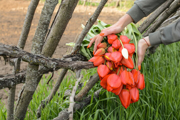 Bright red tulips with fresh green leaves in the hands of a young girl on the background of a wooden fence. Dutch tulips bloom in spring. Mothers Day.