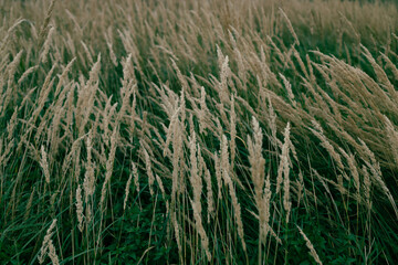 Pampas grass outdoor in light pastel colors. Dry reeds boho style. Banner, card