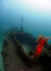 Fototapeta na wymiar Scuba Diving and Underwater Photography Malta Gozo Comino - Wrecks Reefs Marine Life Caverns Caves History