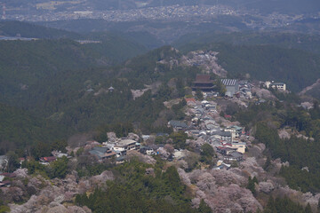 Fototapeta premium Kinpusenji Temple and cherry blossoms seen from Kami senbon on Mt. Yoshino
