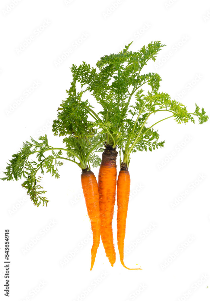 Canvas Prints carrot with leaves isolated