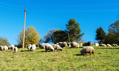 Obraz premium sheep graze in the pasture